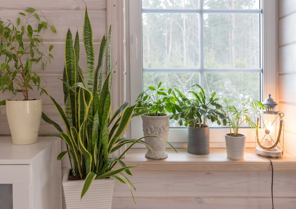 A group of potted plants in a window sill
